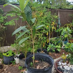 Loquat Organic Fruit Tree, 6 Gallon Container