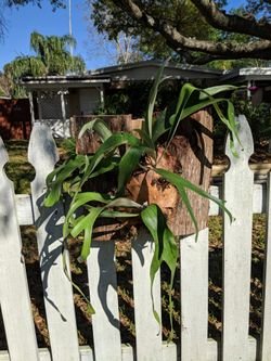 Staghorn mounts starting as low as $15
