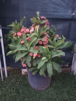 Plants $100 for all