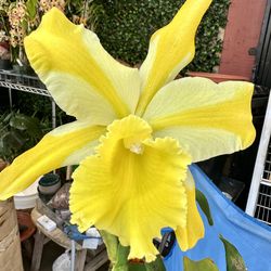 Rare Cattleya Orchid