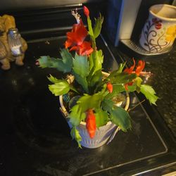 Christmas Cactus Just About To Bloom