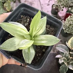 Variegated Hawaorthia