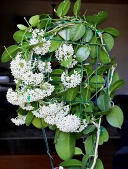 Hoya Keysii