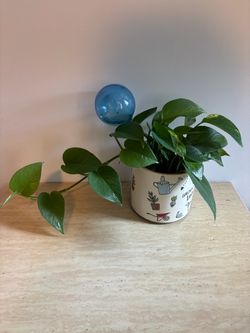 Medium sized healthy photos plant