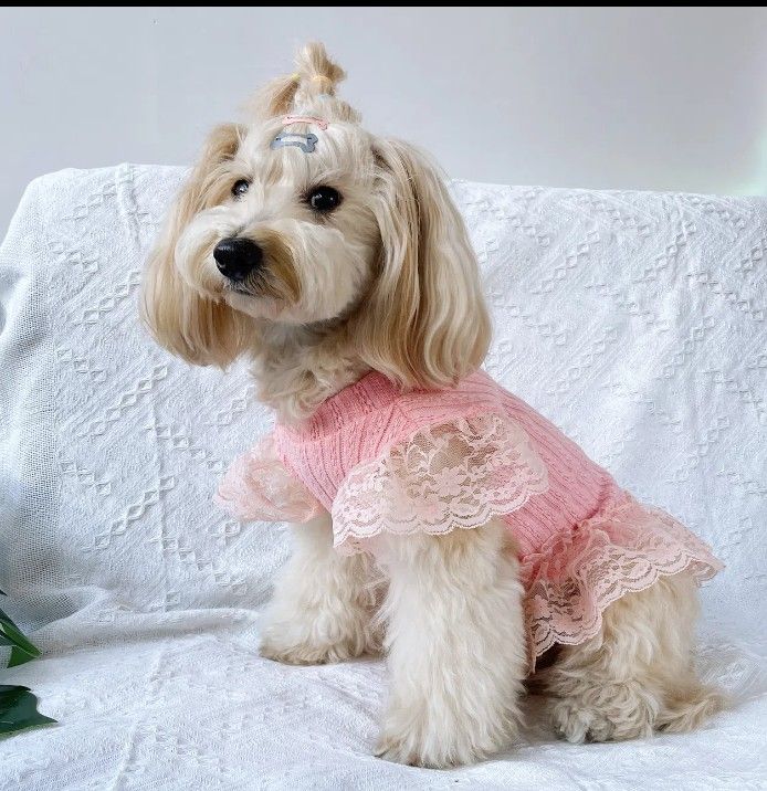 Doggy Outfit (Brand New)