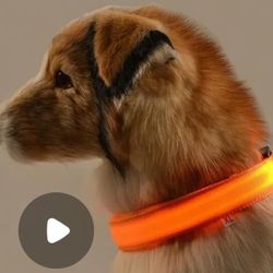 LED Dog Collar Glow In Dark, M,L,XL