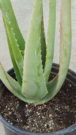 Alovera for sale