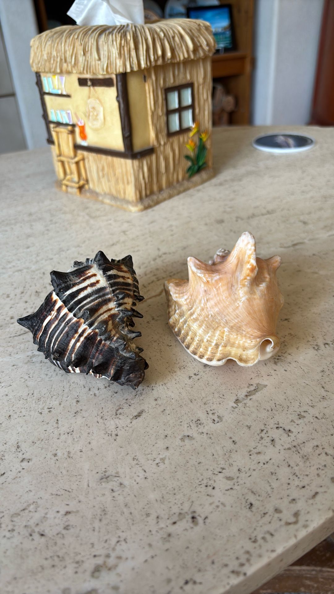 Two Sea Shells 🐚