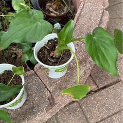 Planta $3.00 Cada Una  