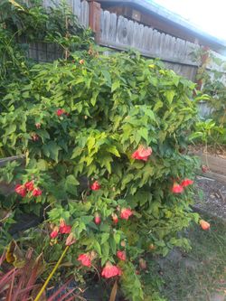 Red abutilon huge
