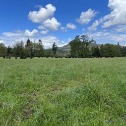 Grass Fed