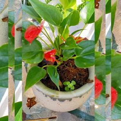 Plantas Naturales En Coloridas Macetas 