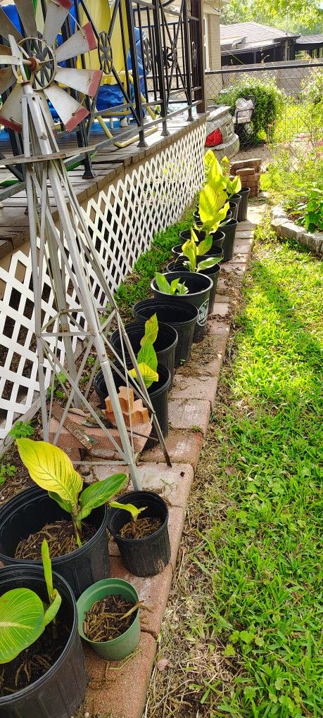 Variety Potted Plants
