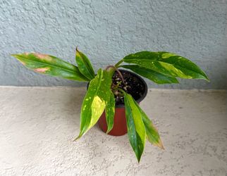 Philodendron  Ring  of   Fire  plant