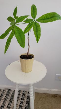 Money Tree Plant in Cream Pot
