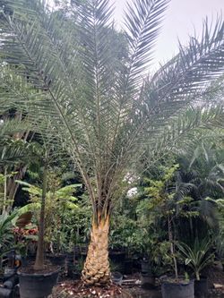 Sylvester Palms 🌴$200 per ft. of trunk🌴With Diamond Cut included