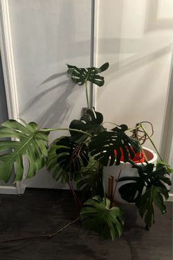 XL Monstera statement plant