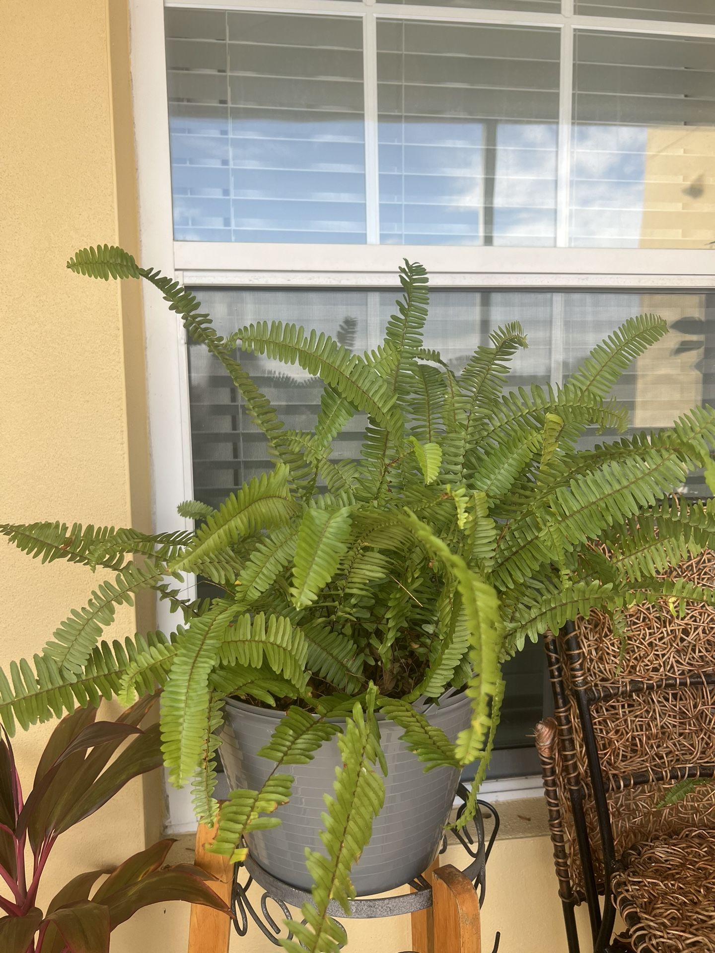 Ferns Plant