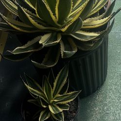 Transform Your Landscape with Stunning Agaves!