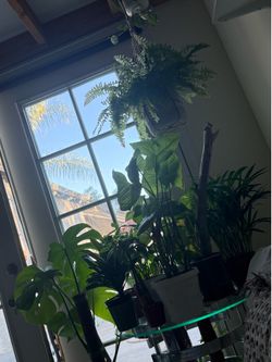 Houseplants