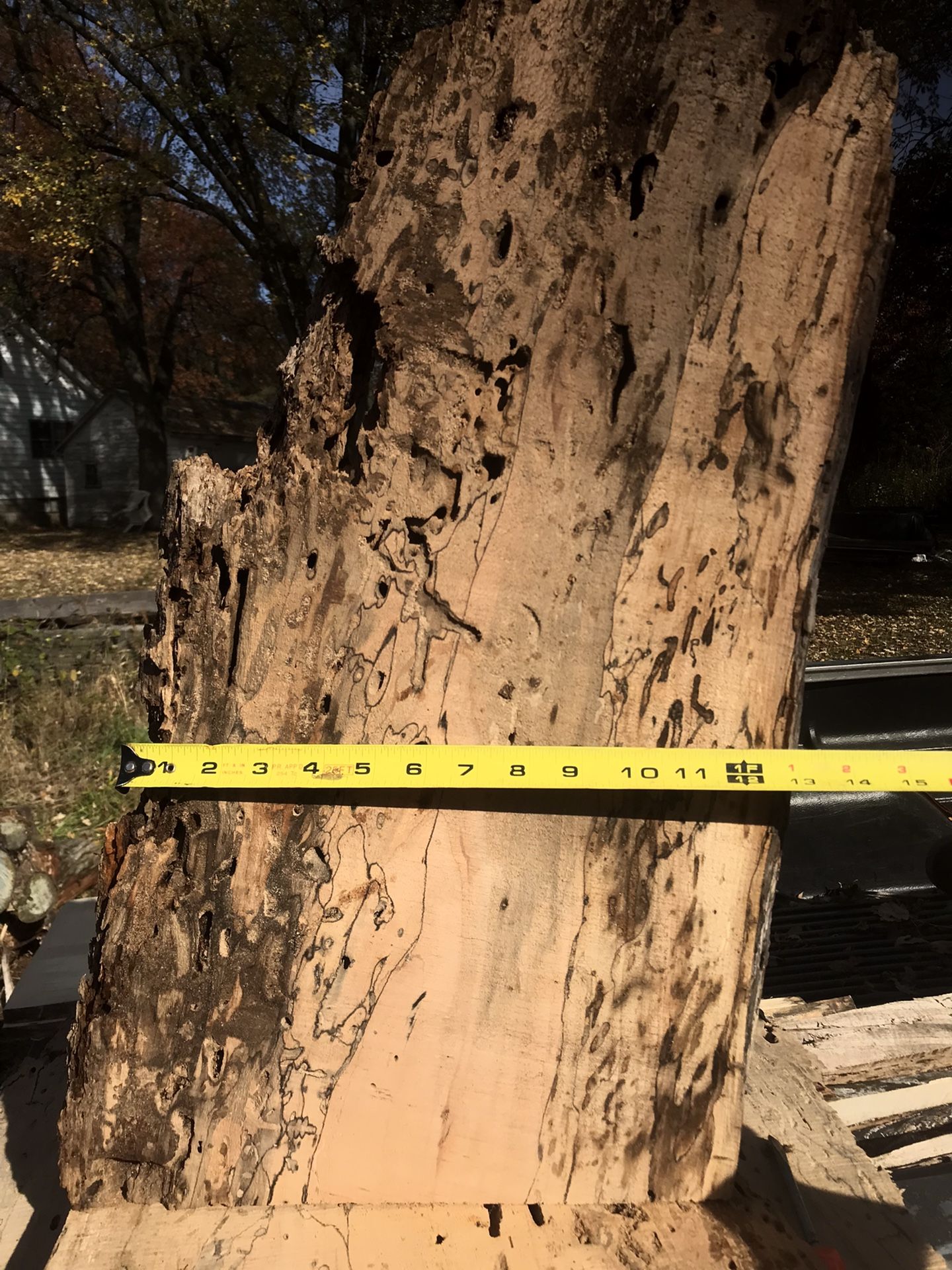 Bug Eaten Spalted Maple