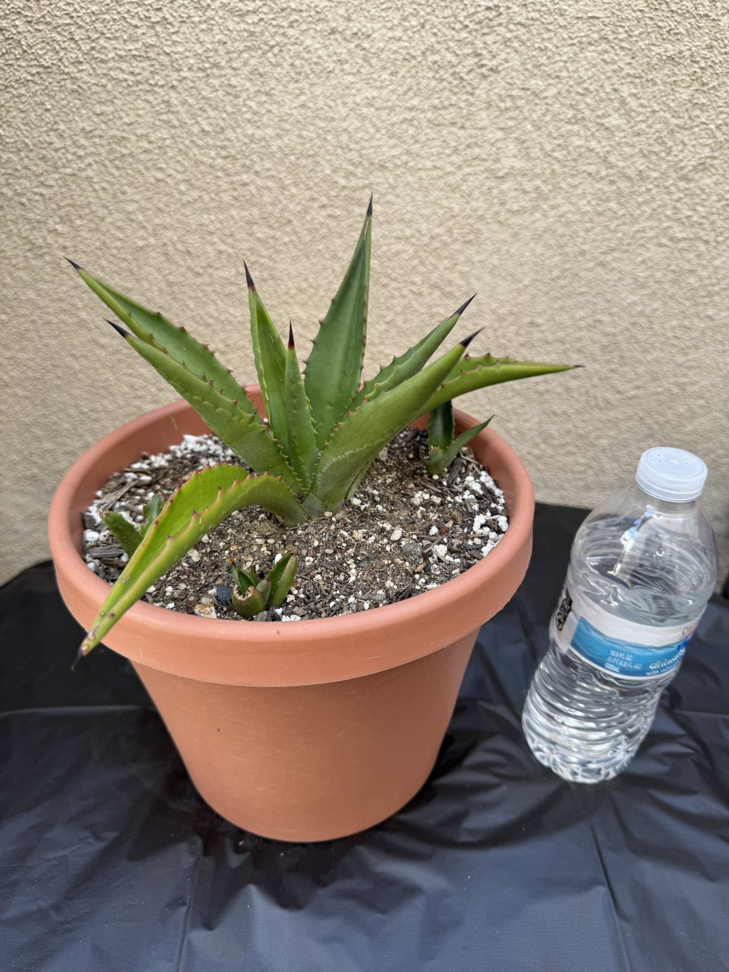 Agave Plant/Maguey