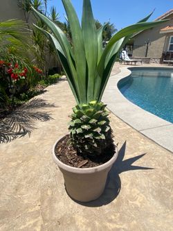 Plantas