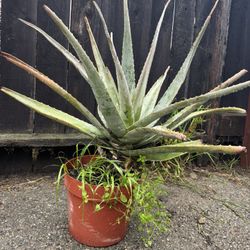 3’ Aloe Well Established 