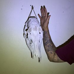 Cow skull