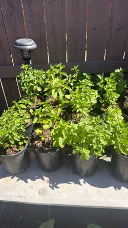 Mint plant /. Yerba Buena