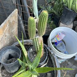 Cactus