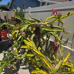 Dragon fruit plants, budding, flowering ,fruiting. 0 -$75