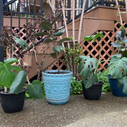 Plants