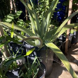 Plant For Sale