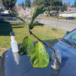 Fiddle Leaf Fig Tree Starter