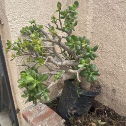 Jade Succulent Plant