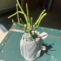 Fire Stick Succulent In Golf Bag