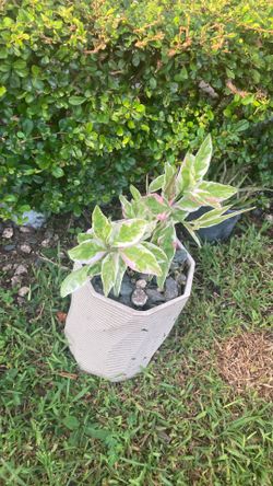 Plant