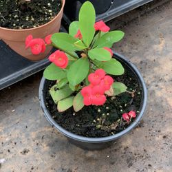 Crown of Thorns Queen Millionaire Euphorbia Milii Hybrid