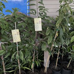 Combine Shipping Reserved . 4 Plants 