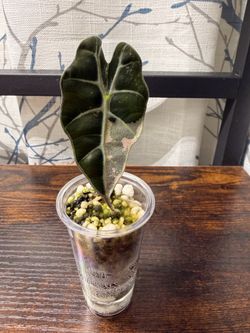 Alocasia Variegated Amazonica