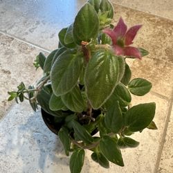 in door Goldfish Plant 