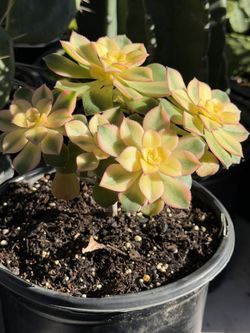 Cactus And Succulents