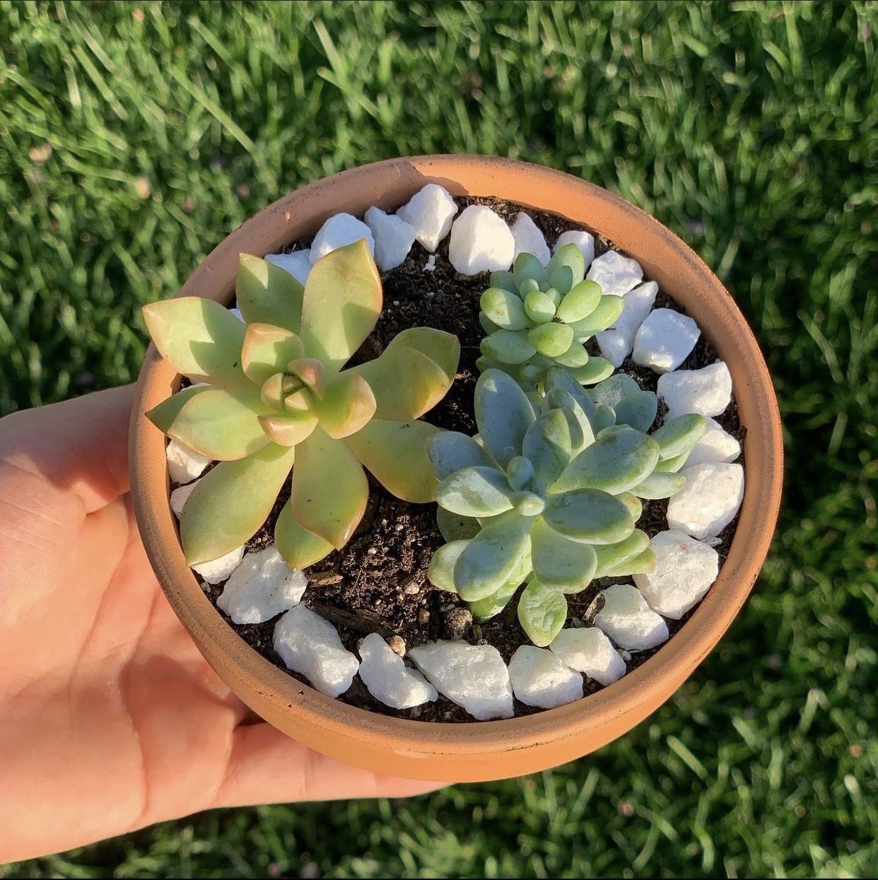 Cute Ceramic Pot Arrangement 