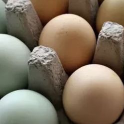 fertile chicken eggs 12 for $10 1 dozen