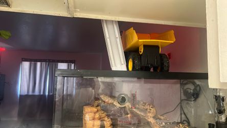 Breaded dragon tank
