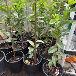 Pink Guava Treey3F $35 Each Price Firm 