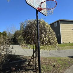 Lifetime Basketball Hoop