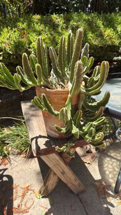 Zulu Giant Plant S.W.Arl