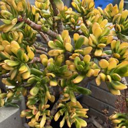 Succulents 